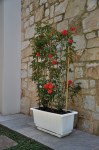 IONIAN_JARD