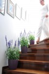 ROTO_PURPLE5